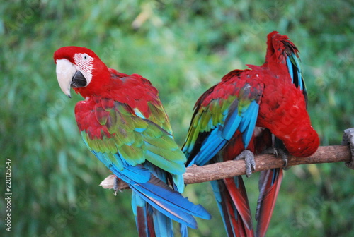 Red and Blue Parrots