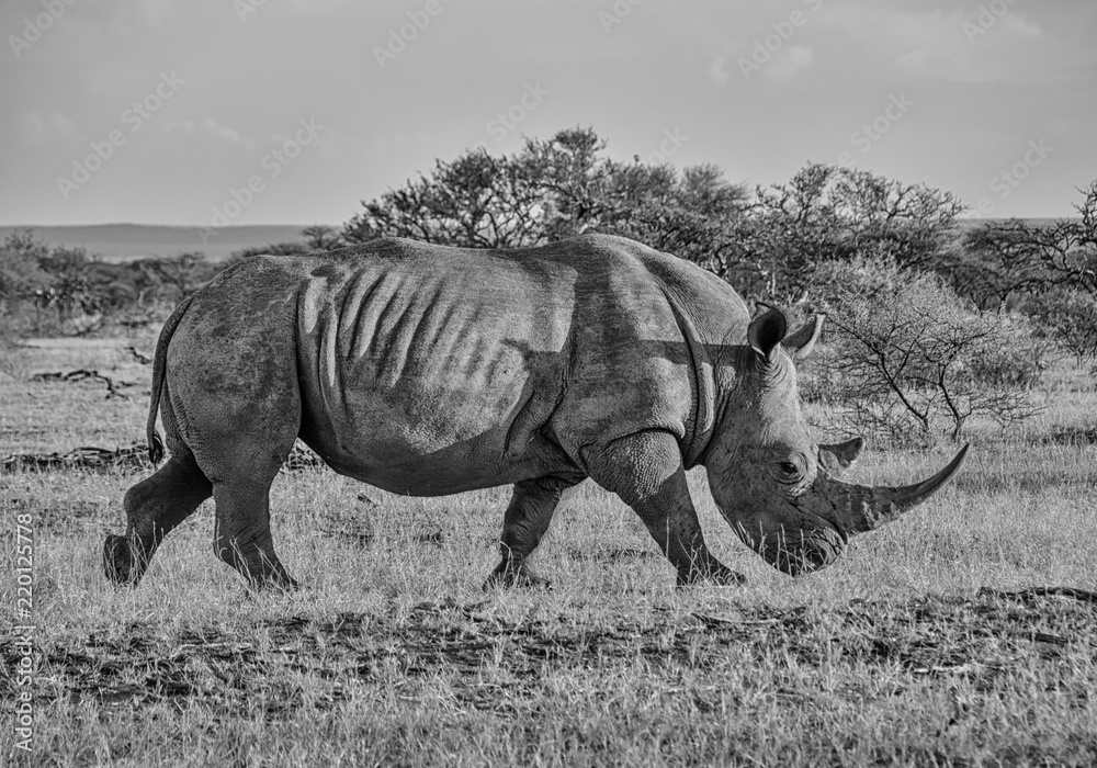 Fototapeta premium White Rhinoceros