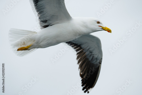 Flying Sea Gulls in White Sea, Russia