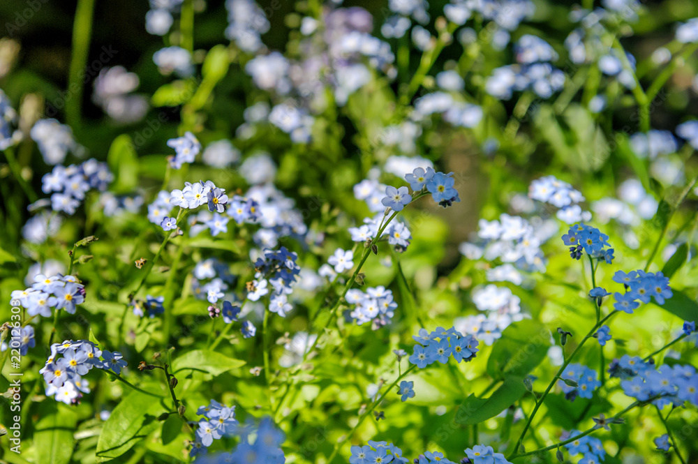 Myosotis sylvatica - the beautiful blue spring flowers Myosotis sylvatica - the beautiful blue spring flowers