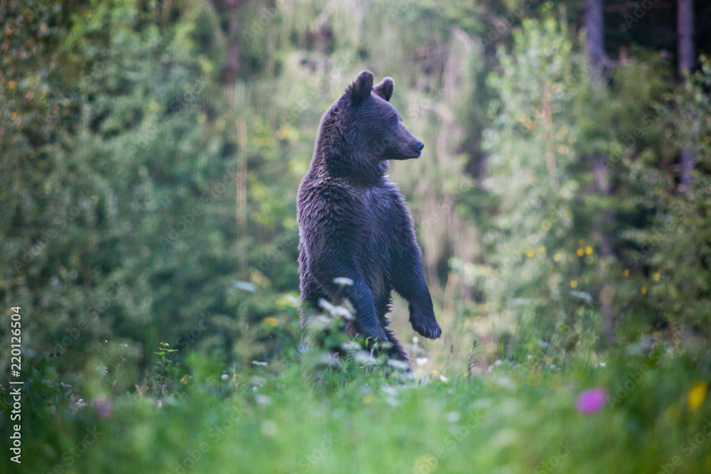 brown bear in its natural habitat