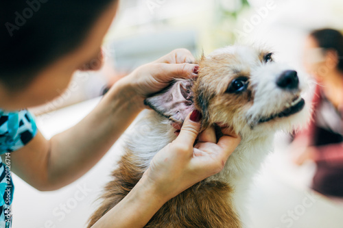 Ear control for a dog