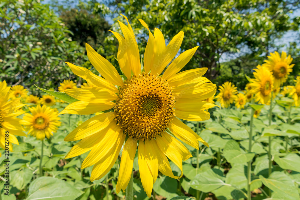 Sunflower Sunflower