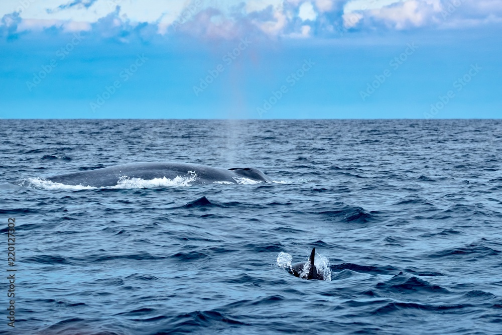 Fototapeta premium A tiny common dolphin swimming towards a mighty blue whale 