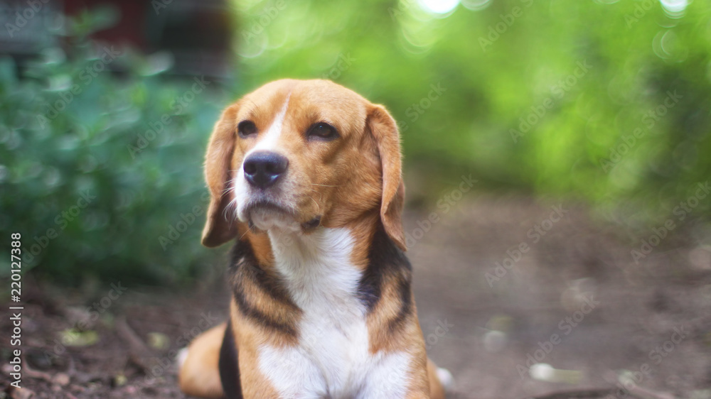 Portrait of beagle dog sitting on the ground outdoor. Portrait of beagle dog sitting on the ground outdoor.