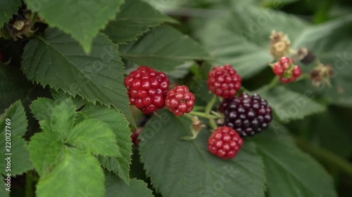 Close up of blackberries on a blackberry bush, on a farm