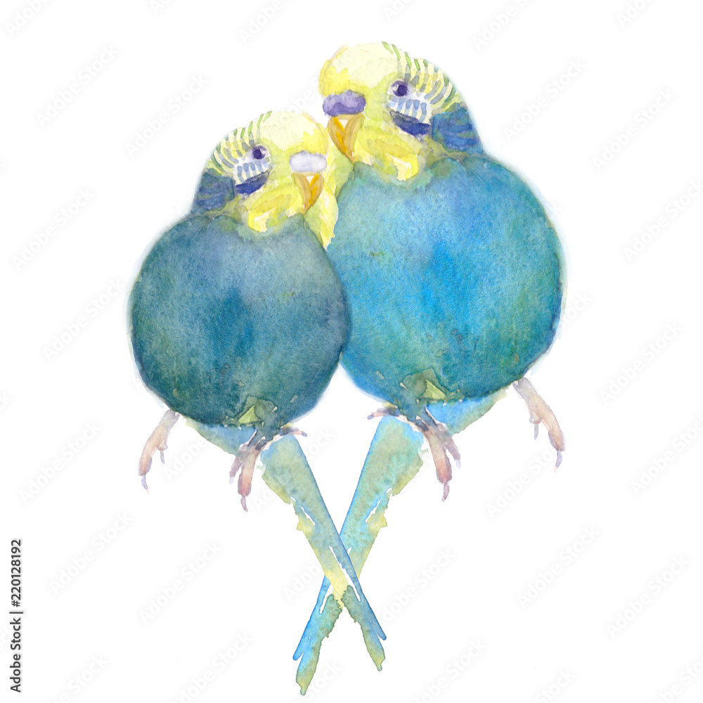 wavy parrot blue with a yellow head  watercolor illustration