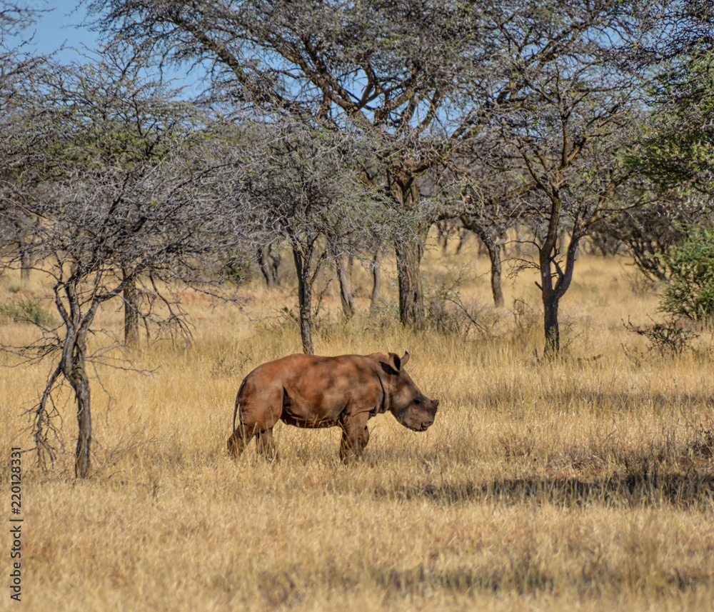 Obraz premium White Rhino Calf