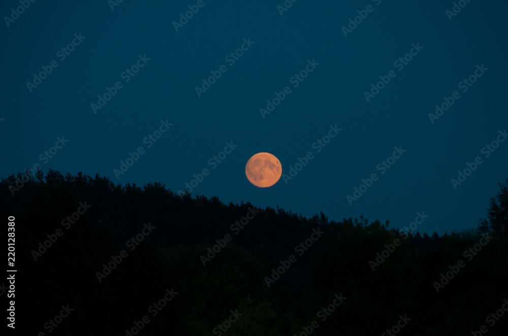 Full Moon Rising over Coniferous Forest Full Moon Rising over Coniferous Forest