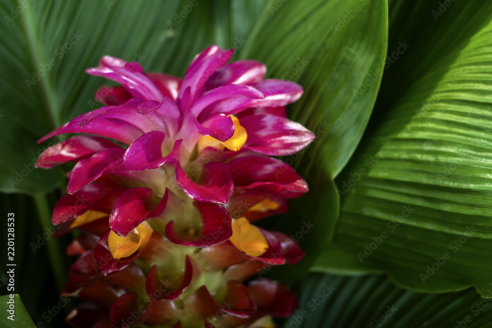 Fototapeta premium Torch ginger red flower (Alpinia purpurata) with on green leaves background beautiful of the tropical, close up.