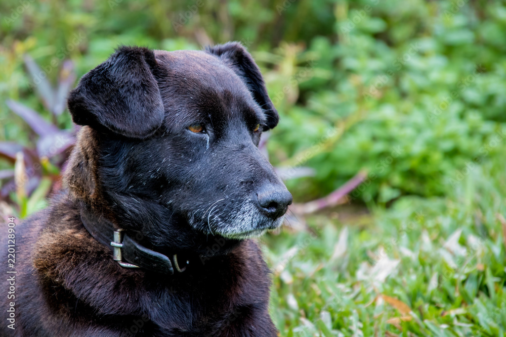 cachorro preto com olhos castanhos na grama verde