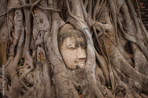 tête de bouddha dans l'arbre