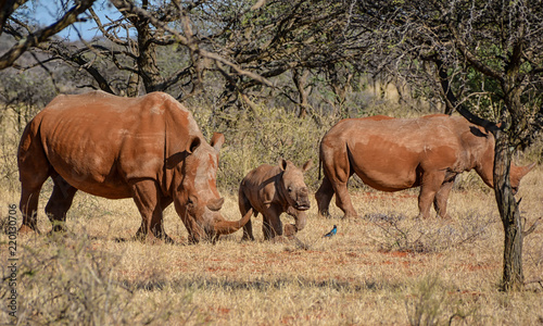 White Rhino Family