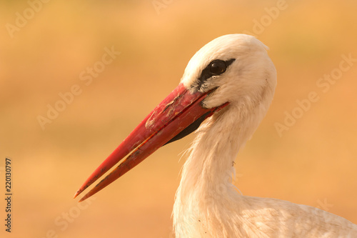 Portrait of a elegant stork