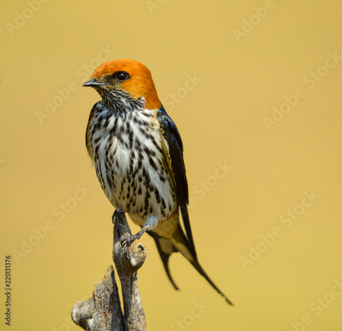 A beautiful portrait of south african swallow bird in Pilanesberg national park photo