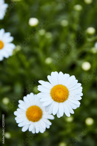 Daisy Closeup