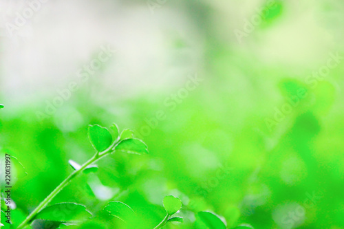 Blur backgruund,Green nature with copy space using as background or wallpaper.