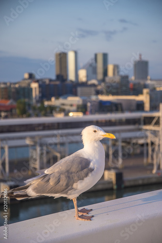 gull on the background of Tallinn