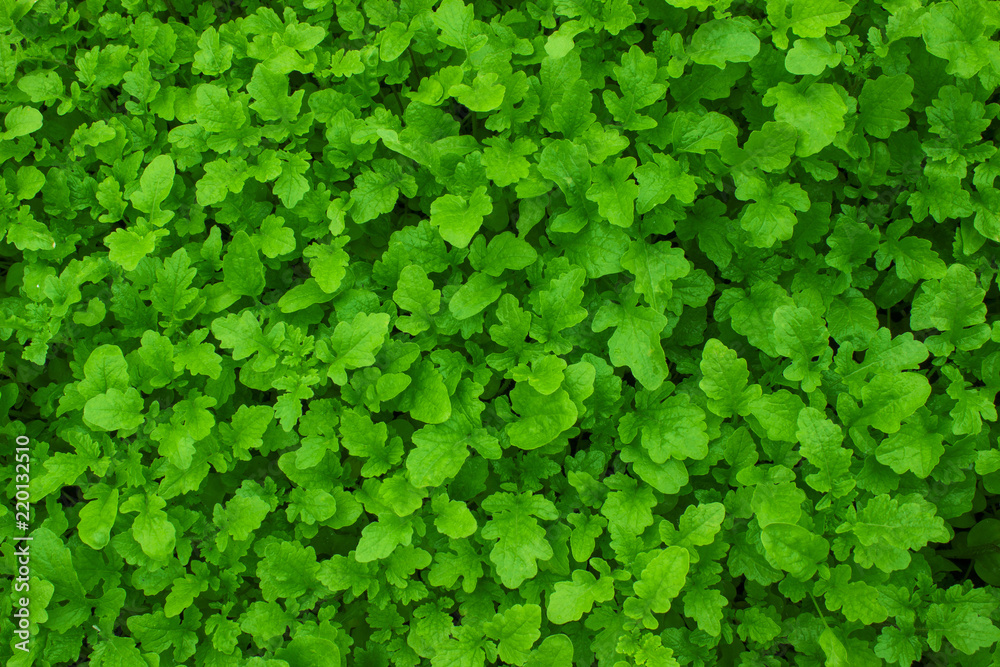Green herbal background. Mustard Green herbal background. Mustard
