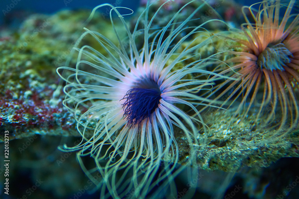 Sea anemones in abstract colors Sea anemones in abstract colors