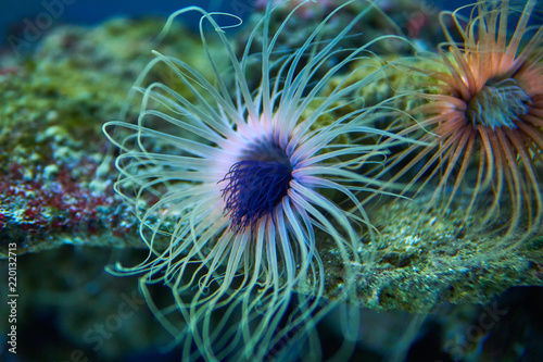 Sea anemones in abstract colors © ryabis