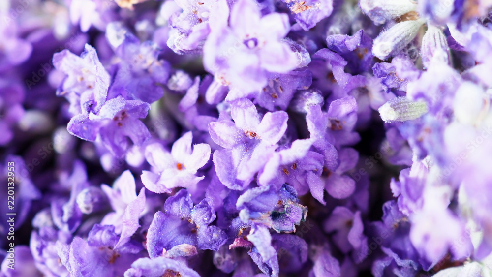Obraz premium Close-up or macro images of Japan lavender bouquet bunch which freshness colorful blooming and have aroma fragrance for relaxing moment in a summer day 