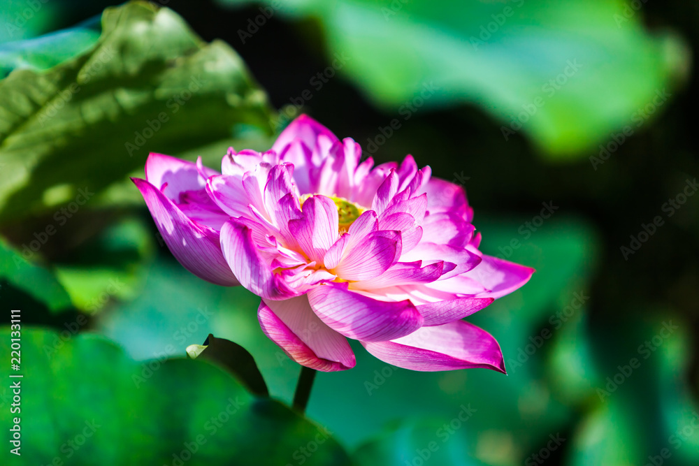 Beautiful peony lotus in Jinshan taipei taiwan Beautiful peony lotus in Jinshan taipei taiwan