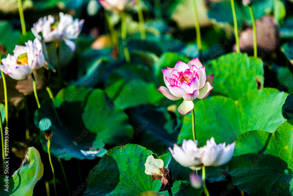 Beautiful peony lotus in Jinshan taipei taiwan