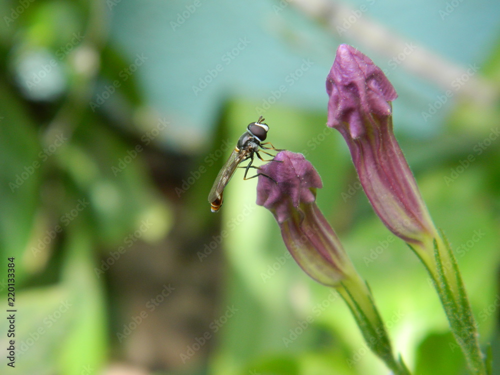 Fototapeta premium spore