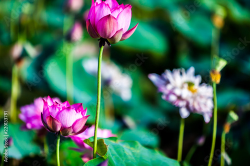 Beautiful peony lotus in Jinshan taipei taiwan © Lin tungliang (Jeff)