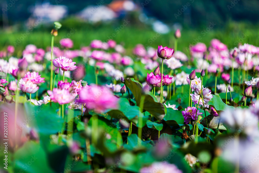 Beautiful peony lotus in Jinshan taipei taiwan Beautiful peony lotus in Jinshan taipei taiwan