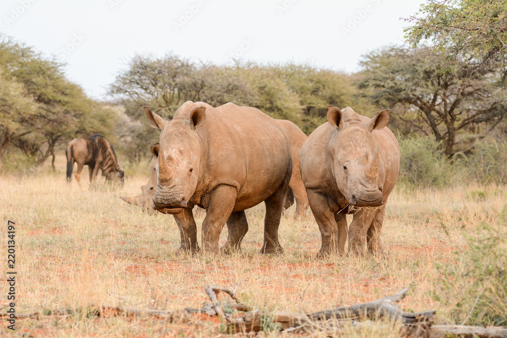 Obraz premium White Rhinos Grazing
