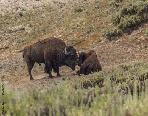 Bison in the Field