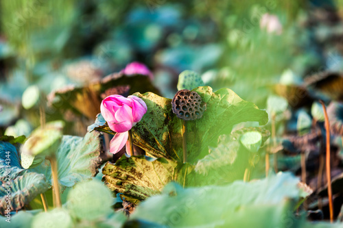 Beautiful  Da Helian lotus in NEW taipei taiwan photo