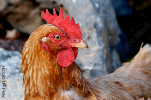 Rooster with red comb photo