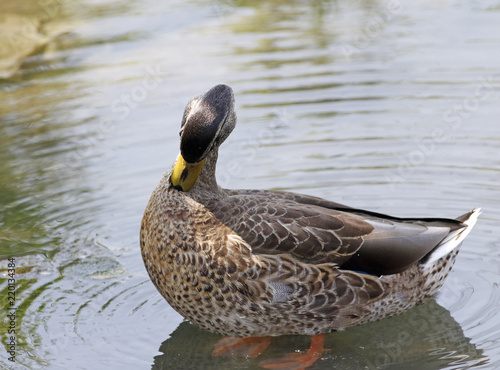 canard colvert femelle photo