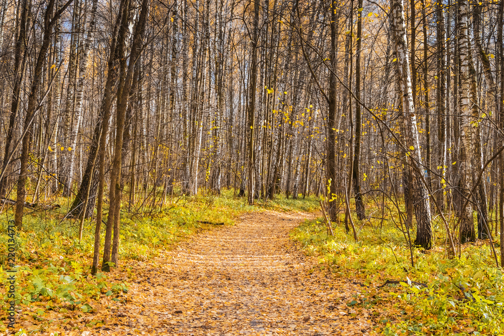 Path in a forest with colorful autumn leaves