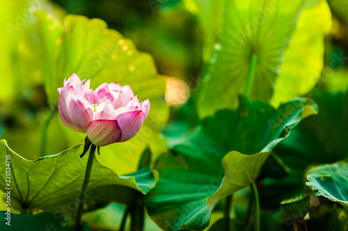 Beautiful  Da Helian lotus in Taipei Botanical Gardentaipei taiwan