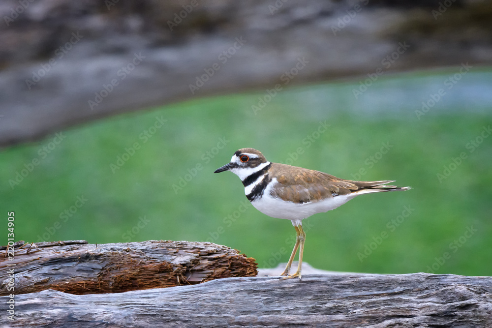 Killdeer on log at Ben Ure Spit near Deception Pass on Whidbey Isalnd, Washington State Killdeer on log at Ben Ure Spit near Deception Pass on Whidbey Isalnd, Washington State