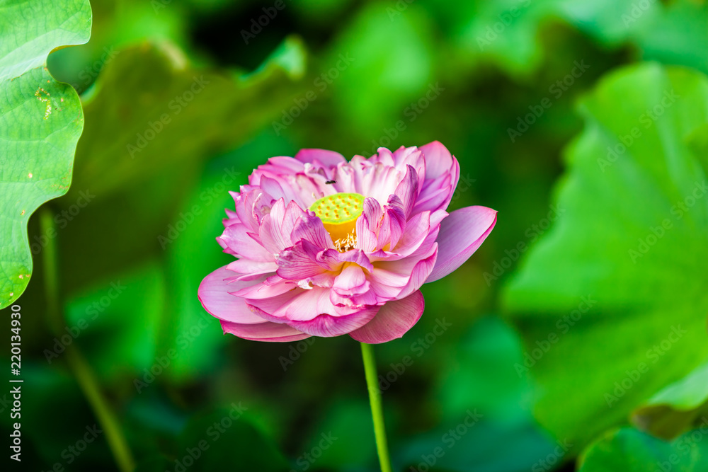 Beautiful Da Helian lotus in Taipei Botanical Gardentaipei taiwan Beautiful Da Helian lotus in Taipei Botanical Gardentaipei taiwan