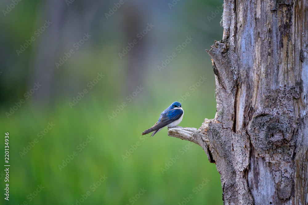 Male Tree Swallow at at Wylie Slough near Milltown, Washington State Male Tree Swallow at at Wylie Slough near Milltown, Washington State