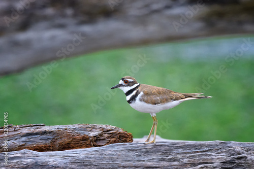 Killdeer on log at Ben Ure Spit near Deception Pass on Whidbey Isalnd, Washington State