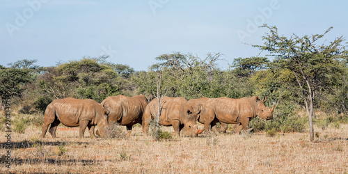 White Rhino Group