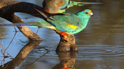 A colorful mulga parrot drinks from a pond in Australia.