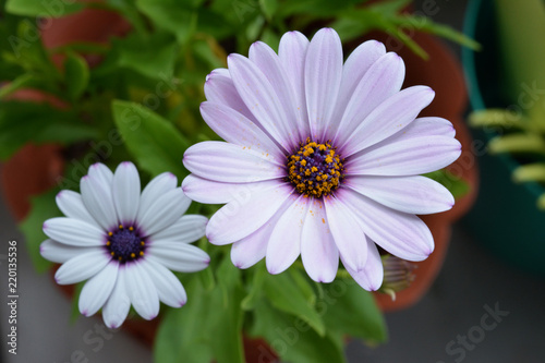 Top view of beautiful osteospermum flowers in flowerpot. Balcony greening.