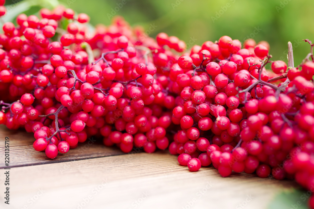 Red bunches of red elderberry (Sambucus) on a wooden surface. Preparation of medicinal natural means
Red bunches of red elderberry (Sambucus) on a wooden surface. Preparation of medicinal natural means