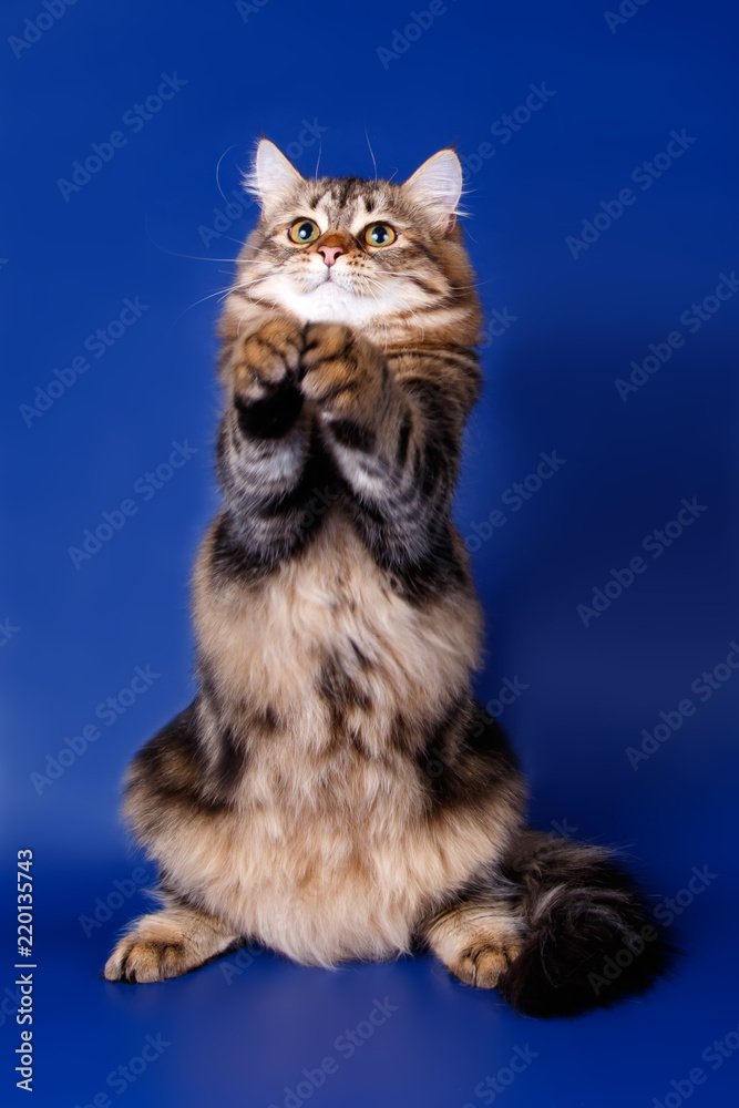 Studio photography of a siberian cat on colored backgrounds