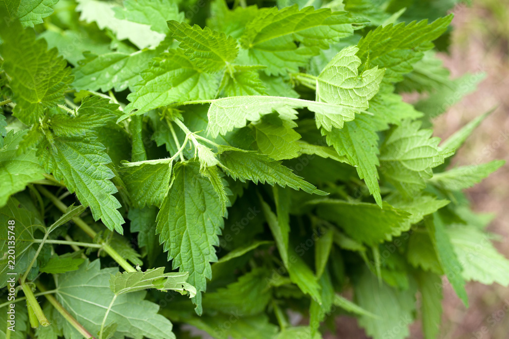 Fresh young nettle closeup. Harvesting of medicinal herbs. Alternative medicine Fresh young nettle closeup. Harvesting of medicinal herbs. Alternative medicine