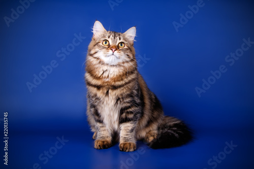 Studio photography of a siberian cat on colored backgrounds © Aleksand Volchanskiy