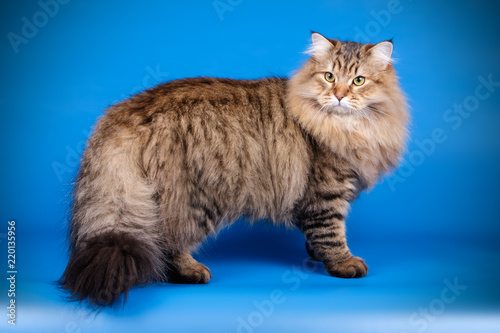 Obraz na plátně Studio photography of a siberian cat on colored backgrounds